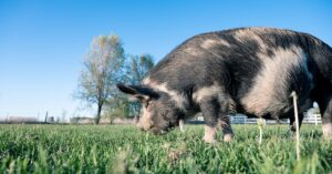 Les meilleures astuces pour créer un environnement harmonieux pour vos animaux