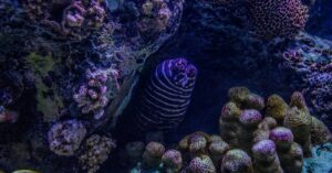 La beauté des aquariums plantés : un guide de démarrage