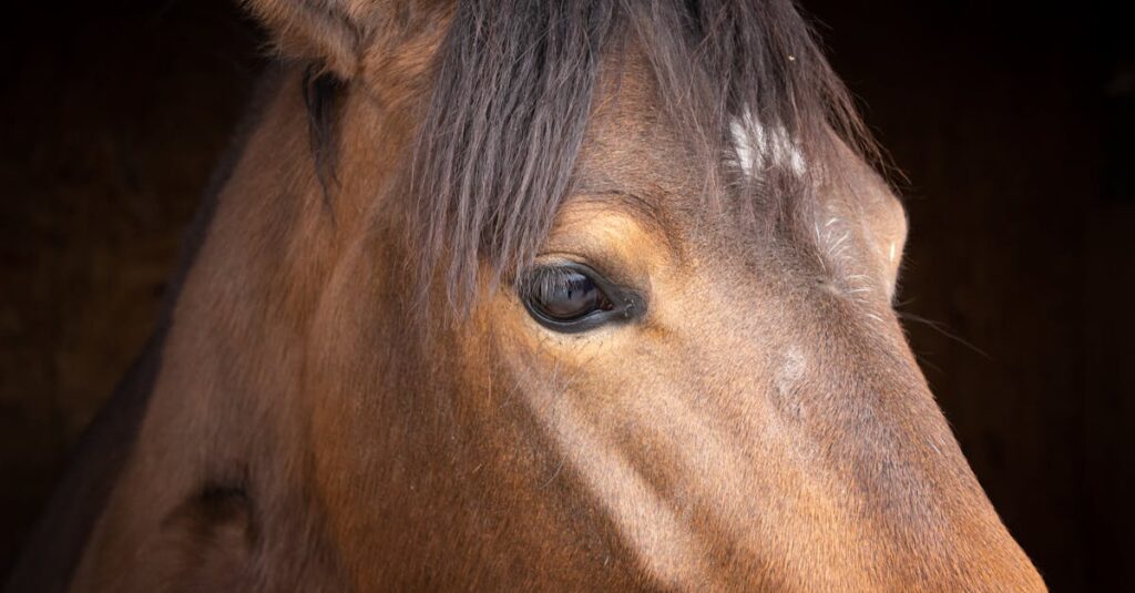 La santé émotionnelle des chevaux : comprendre leurs besoins