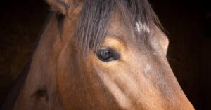 La santé émotionnelle des chevaux : comprendre leurs besoins