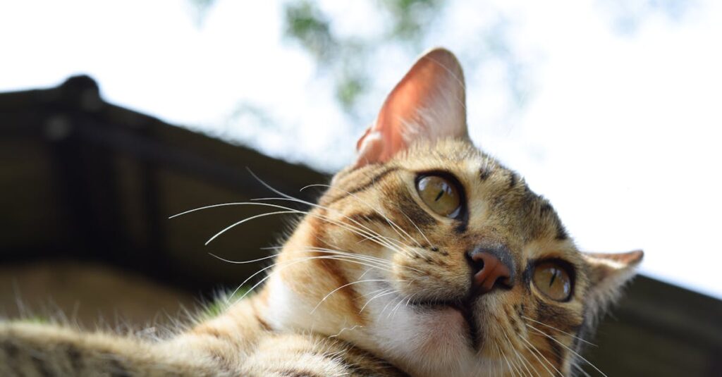 Créer un espace de jeu extérieur pour vos chats : idées et astuces