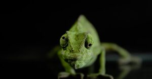 L'environnement idéal pour vos reptiles exotiques