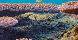 Élever des poissons colorés : conseils pour le choix des espèces