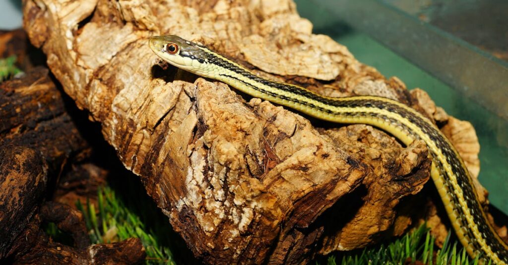 Comment choisir le bon substrat pour votre terrarium